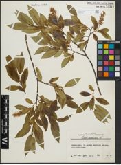 Foto von Salix pentandra L.